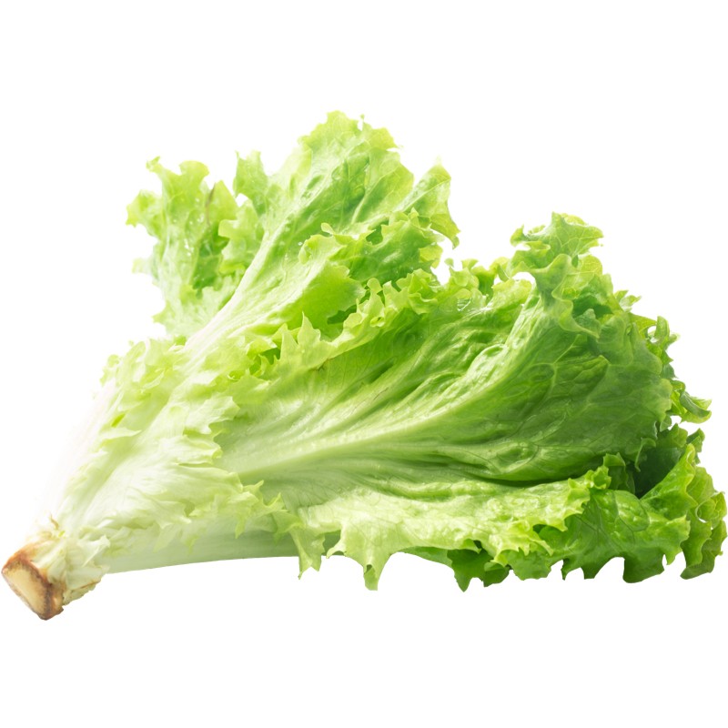 Lettuce